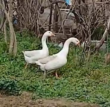 ucuz qazlar: Ağ qaz cütlüyü - Növ: Ağ ev qazı (apelsin rəngli gaga və pəncələr) - — 5