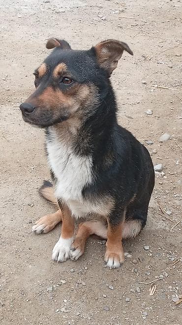 Etrafli melumat ucun zeng — 2