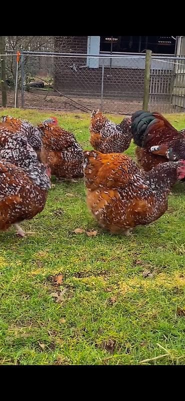 dovşan haqqında məlumat: Toyuq, Damazlıq — 1