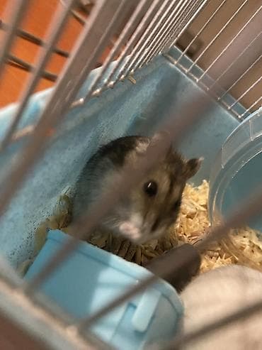 Digər heyvanlar: Hamsterlər – iki ədəd (biri 3azn)erkek və dişi - Növ: cırtdan (Dwarf) — 3