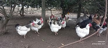 karella quslari: Toyuq, Yumurtalıq — 5