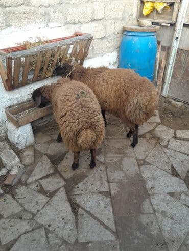 quzu satan: 2 baş qoç quzu satılır. - Cins: yerli tip, qəhvəyi yunu, qara ayaqlar — 3