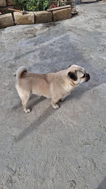 barter itlə: Mops, 1 il, Erkek — 4