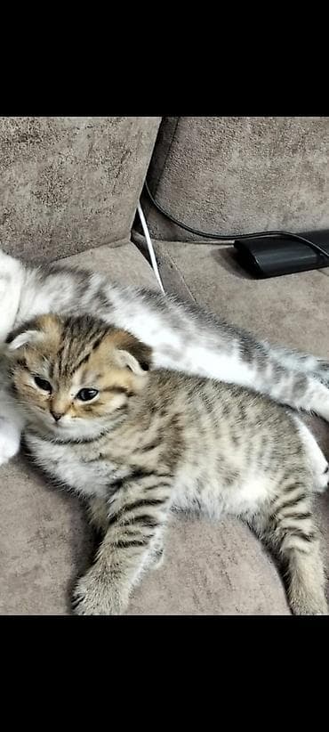 cins heyvanlar: 2 ayliq təmiz səliqəli — 3