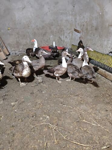 kayuqa ördək: Məhsul: ağ-qara və qəhvəyi-ağ rəng çalarlarında muskovi ördəklər — 11