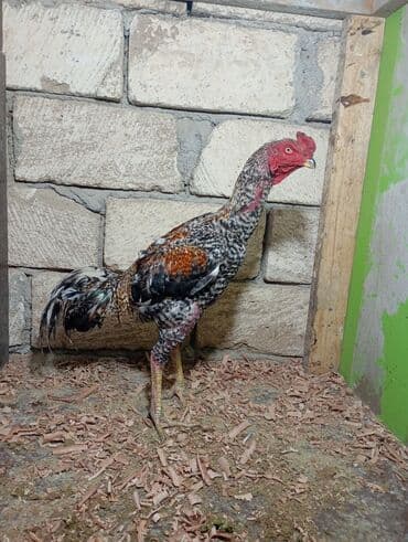 samo heyrati: Xoruz, Heyratı, il: 1, Ünvandan götürmə — 1