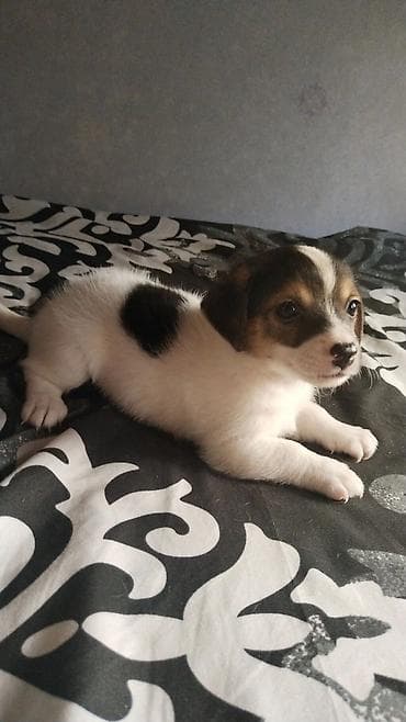 heyvan bazari: Çixuahua, 1 ay — 8