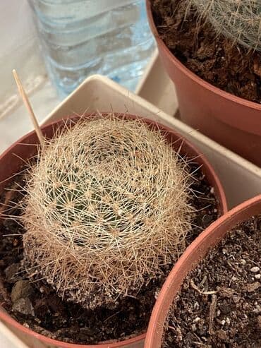 advent calendar qiymeti: Kaktuslar fərqli qiymətlərlə — 10