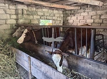 Salam iki ədəd damazlığa yararlı dişi danalar çıxdı satışa hündür lalafo.az -da Salam iki ədəd damazlığa yararlı dişi danalar çıxdı satışa hündür