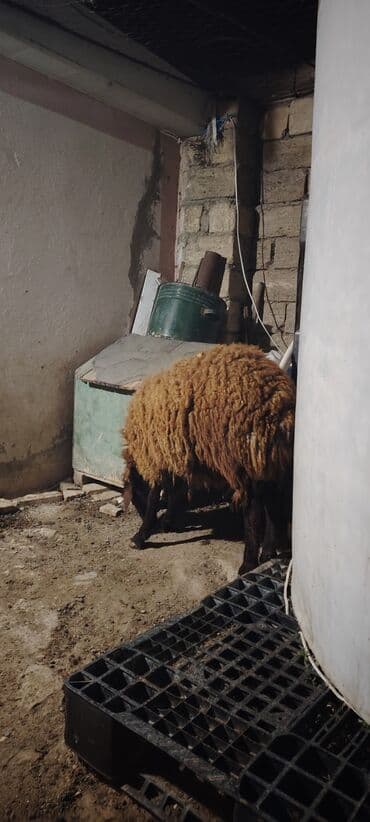 şinşila pişik satılır: Quzu, Erkək, Qala, ay: 10, 54 kq, Ətlik, Damazlıq, Pulsuz çatdırılma — 4