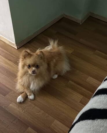 Gəmiricilər: Şpitz — 5