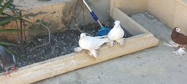 haski satilir: Satılır: Fantail tipli dekorativ göyərçin Xüsusiyyətlər: - Rəng — 18