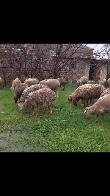 quzu qoyun: Salam tam saglam 31dene bogaz qoyun — 3