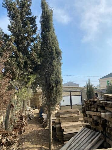 yolka qiymətləri: Şam ağacı "Kiparis" - 20 illik serv agac. Hundurluyu 8 metrden — 2