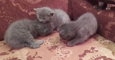 Daraq panellər: Britan, Dişi, Erkək — 16