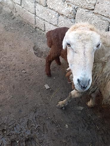 hindusqa satisi: Təmiz qaradolaq sortu yanı balalı qoyun satılır. Balası erkəkdi. Tam — 3