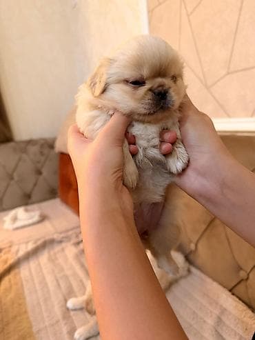 ev itleri per page 40: Pekines — 6