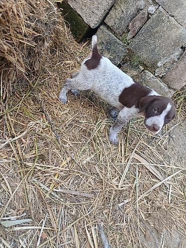 cins qazlar: Alman qısatüklü ov iti balası (German Shorthaired Pointer) – — 8