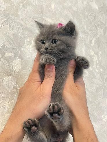 bengal pisik: Şotland yastı qulaq — 4