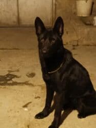 kangal it: Alman çoban iti, 9 ay, Dişi, Peyvəndli, Ödənişli çatdırılma — 5