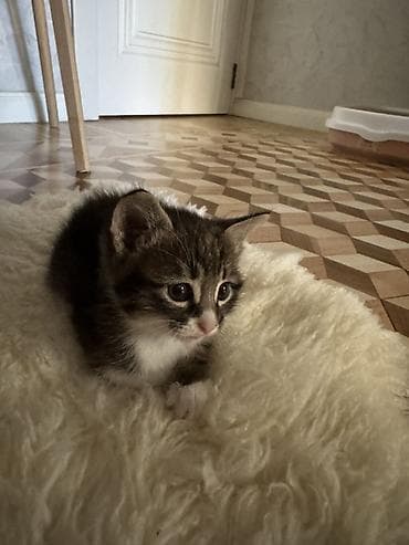 Tabbi, Erkək, Dişi, Yaxşı əllərə, Ünvandan götürmə, Pulsuz çatdırılma — 2