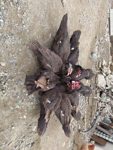 Məhsul: Muskovi (hind) ördəkləri – tünd qəhvəyi rəngli sürü Təsvir: - lalafo.az -da Məhsul: Muskovi (hind) ördəkləri – tünd qəhvəyi rəngli sürü Təsvir: -