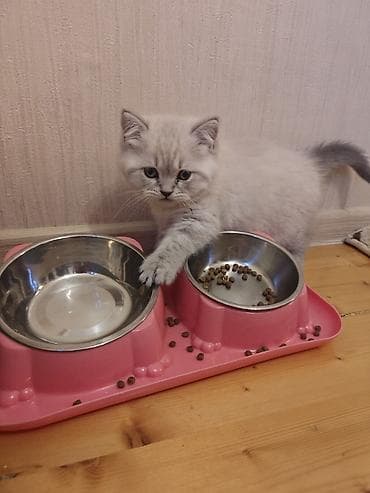 meykun pisik: Şotland yastı qulaq, Dişi, Yaxşı əllərə, Pulsuz çatdırılma — 2