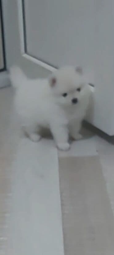 coban iti satiram: Şpitz, 1 ay, Erkek — 3