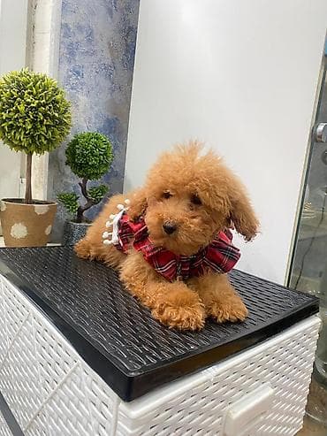 itlər pitbul: Pudel, 2 ay, Dişi, Peyvəndli, Ünvandan götürmə — 4