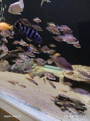 kangal balaları: Cixlid balığı, Yırtıcı, Ünvandan götürmə — 2