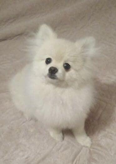 alman iti satilir: Şpitz — 4