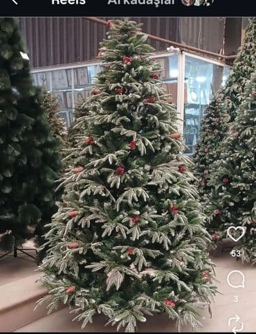 dekoratif ağaçlar: Yolkalar Arginal Qarı tökulmuyən Avropa uçun nezerde tutulmuş — 1