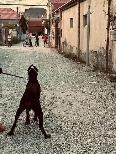 haski itləri: Doberman, 1 il, Erkek, Ünvandan götürmə — 1