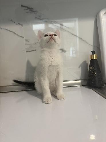 pişik satilir: Yaxşı əllərə, Ünvandan götürmə — 5