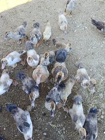 golden bala: Muscovy ördək bala­ları (indo-ördək) – müxtəlif rəng çalarlarında — 4