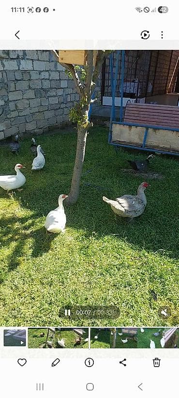 lavanda ördək: Lal yapon ördəklər xoruzdar kül öküz qırmızı öküz sortudu — 5