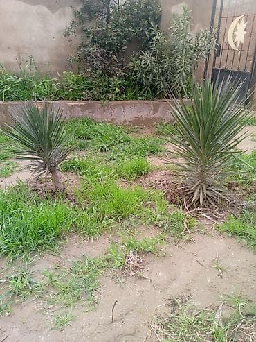 7 gozəl gulu: Dekorativ yukka (Yucca) kolları – 2 ədəd - Növ: həmişəyaşıl — 1