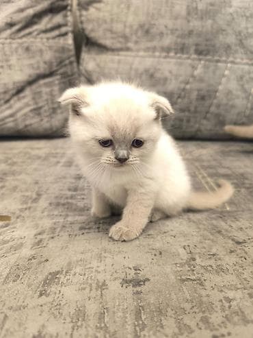 it pişik: Şotland — 4