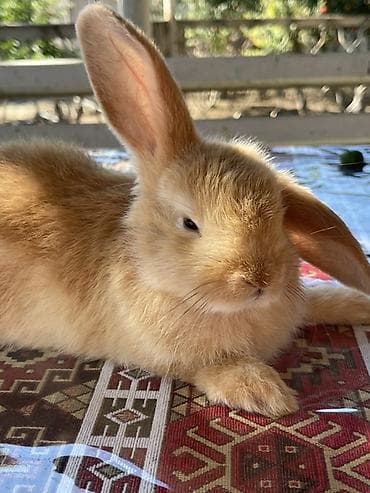 K/t heyvanları və malları: Salam cutu 50azn dovsanlar saqlamdirlar 2ayliqdir sari erkey boz — 3