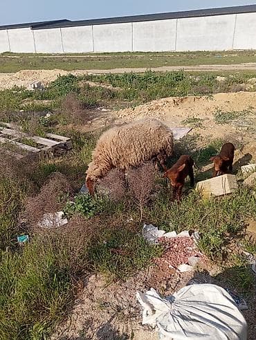 Бараны, овцы: Qoyun ana və 2 quzu dəsti - Cins: yerli qoyun (quzu rəngi — 3