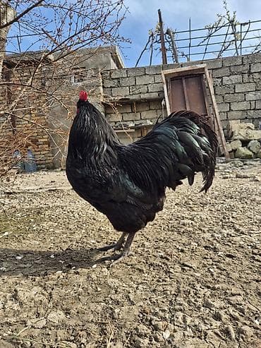 sumatra xoruz: Xoruz, il: 1 — 4