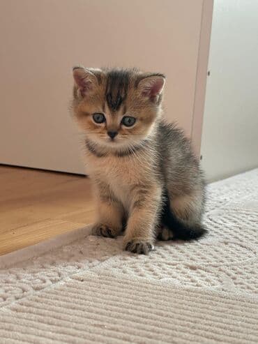 Tavalar: Şotland yastı qulaq — 9