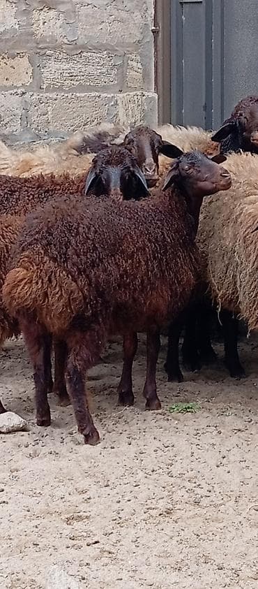 qala qoçu: Salam ünvan Bakıin maştağa kendi obşi 9 baş heyvanlar 1 baş qoçdu 1 — 7