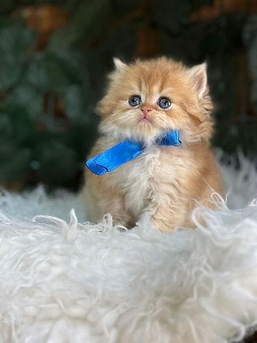 Qızıl şinşilla, Dişi