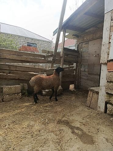 qoyun boğaz: Erkəy quzu — 1