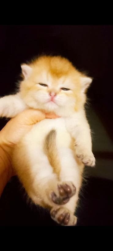 uzun qulaqlar: Britan, Dişi, Yaxşı əllərə, Ünvandan götürmə — 4