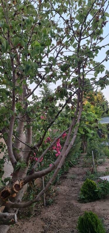 ramanada evler: Bakı, 280 kv. m, 8 otaq, Hovuzlu, Kombi, Kanalizasiya — 16