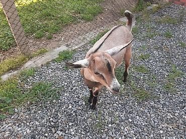 heyvan bazarı: Salam Allah hamının malına bərəkət versin.Alpin-sani — 6