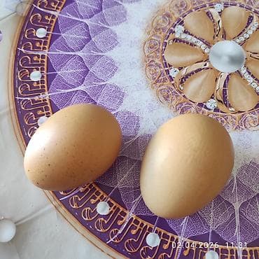 Məhsul: Təbii toyuq yumurtası Qiyməti 50 qəpikdir Təsvir: -