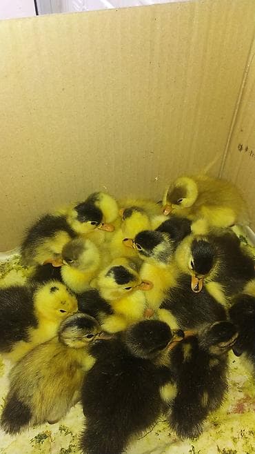 kuban ordəkləri: Satılır: ördək bala­ları 2 gunluk 2 azn 12 gunluk 3 azn, zeng vur — 1